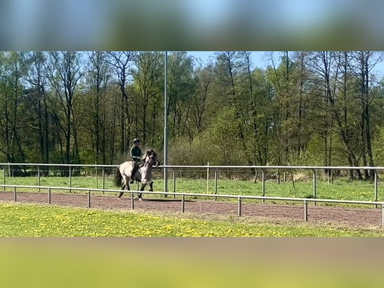 Icelandic Horse Gelding 6 years 13,3 hh Dun in Soltau