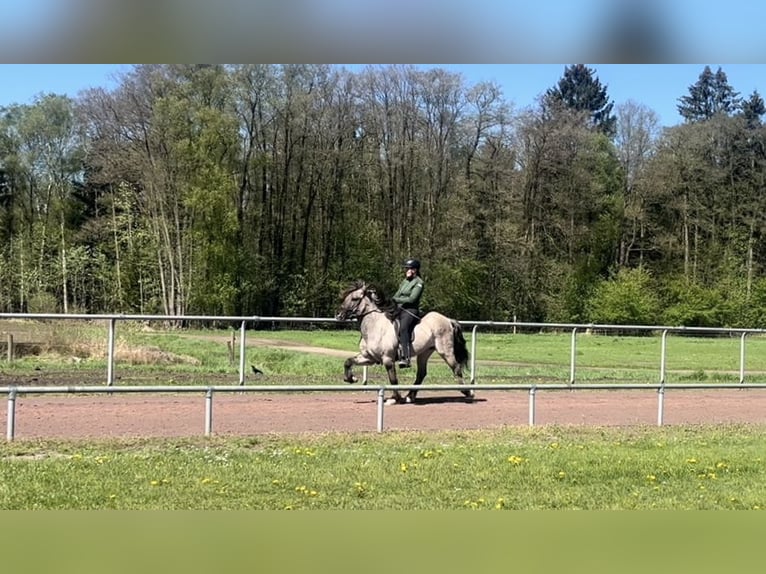 Icelandic Horse Gelding 6 years 13,3 hh Dun in Soltau