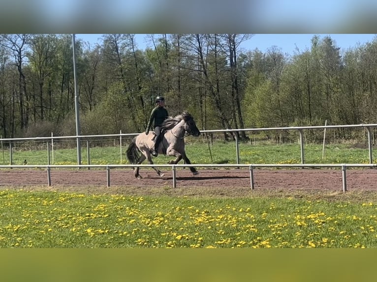 Icelandic Horse Gelding 6 years 13,3 hh Dun in Soltau