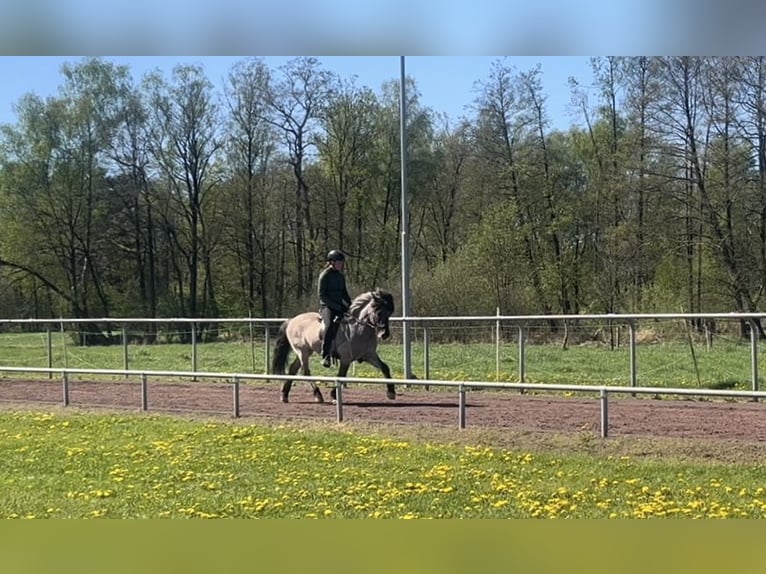 Icelandic Horse Gelding 6 years 13,3 hh Dun in Soltau