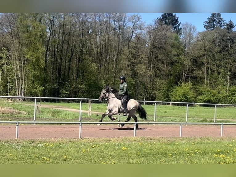 Icelandic Horse Gelding 6 years 13,3 hh Dun in Soltau