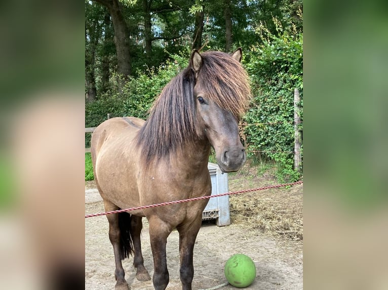 Icelandic Horse Gelding 6 years 13,3 hh Grullo in Leuvenheim Icelandic Horse Gelding 6 years 13,3 hh Grullo in Leuvenheim