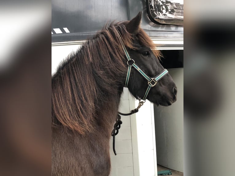 Icelandic Horse Gelding 6 years 14,1 hh Black in Bassum