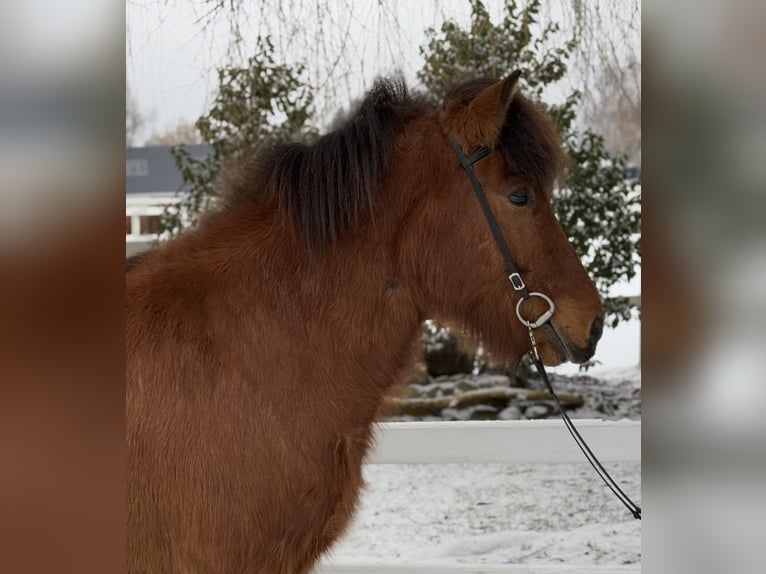 Icelandic Horse Gelding 6 years 14,1 hh Brown in Lochen am See