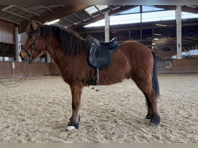 Icelandic Horse Gelding 6 years 14,1 hh Brown in Lochen am See