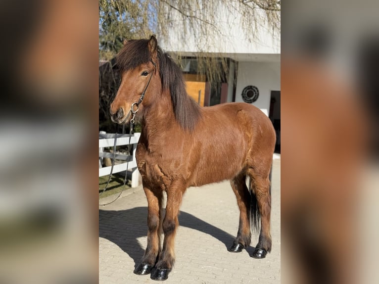 Icelandic Horse Gelding 6 years 14,1 hh Brown in Lochen am See