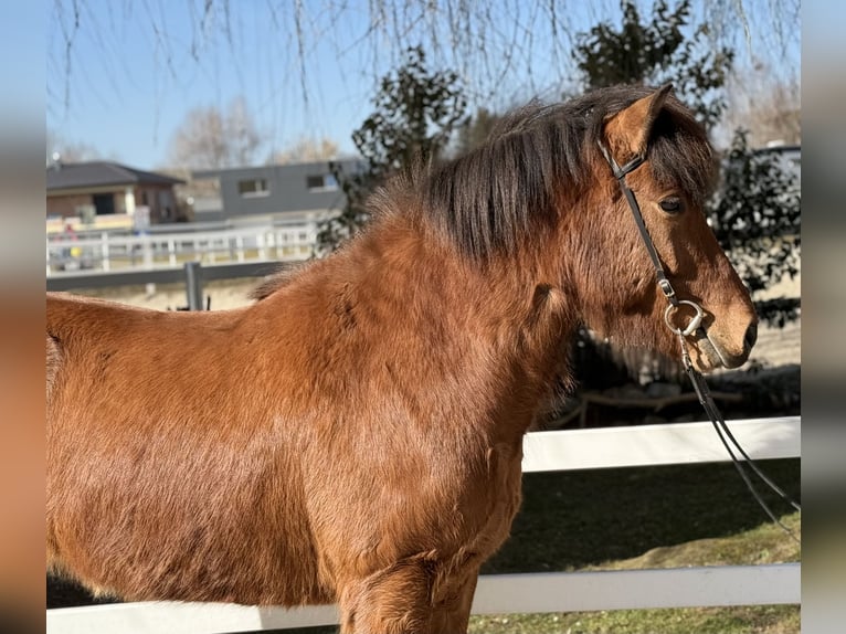 Icelandic Horse Gelding 6 years 14,1 hh Brown in Lochen am See