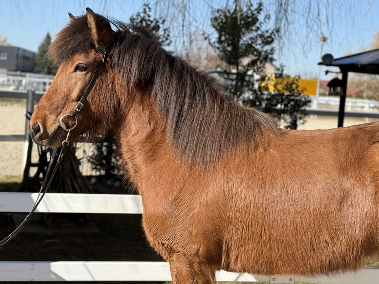 Icelandic Horse Gelding 6 years 14,1 hh Brown in Lochen am See