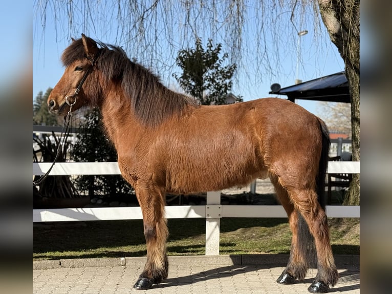 Icelandic Horse Gelding 6 years 14,1 hh Brown in Lochen am See