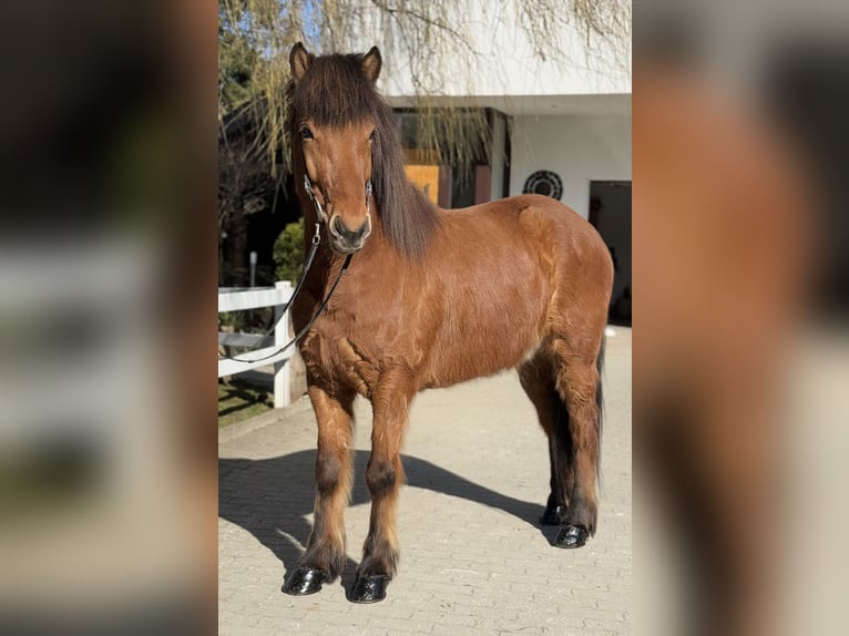 Icelandic Horse Gelding 6 years 14,1 hh Brown in Lochen am See