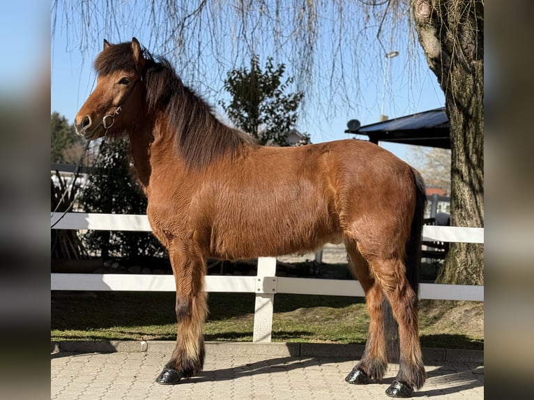 Icelandic Horse Gelding 6 years 14,1 hh Brown in Lochen am See