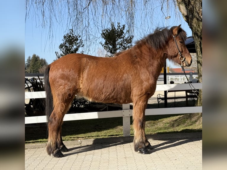 Icelandic Horse Gelding 6 years 14,1 hh Brown in Lochen am See