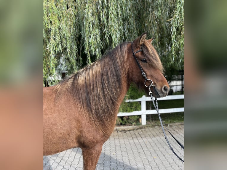 Icelandic Horse Gelding 6 years 14,1 hh Brown in Lochen am See