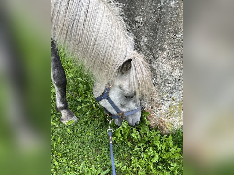 Icelandic Horse Gelding 6 years 14,1 hh Gray-Dapple in Linz