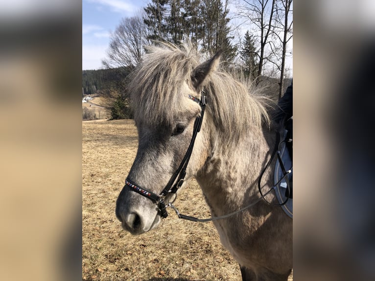 Icelandic Horse Gelding 6 years 14,1 hh Gray-Dapple in Weidet