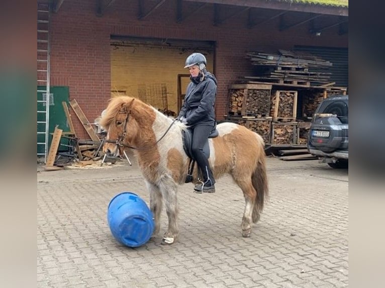 Icelandic Horse Gelding 6 years 14,1 hh Pinto in Schneverdingen