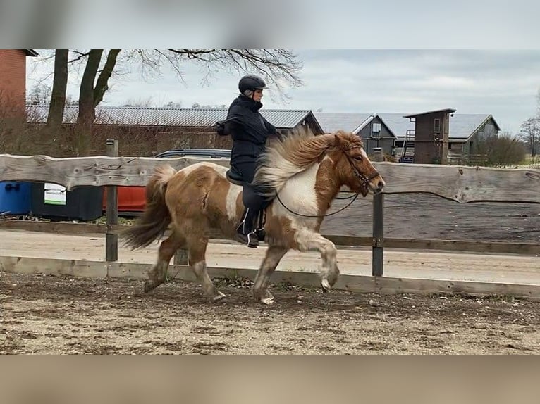 Icelandic Horse Gelding 6 years 14,1 hh Pinto in Schneverdingen