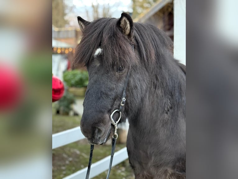 Icelandic Horse Gelding 6 years 14,2 hh Black in Lochen am See