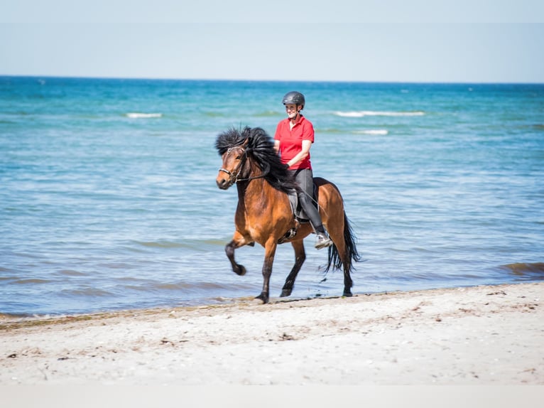 Icelandic Horse Gelding 6 years 14,2 hh Brown in Seedorf