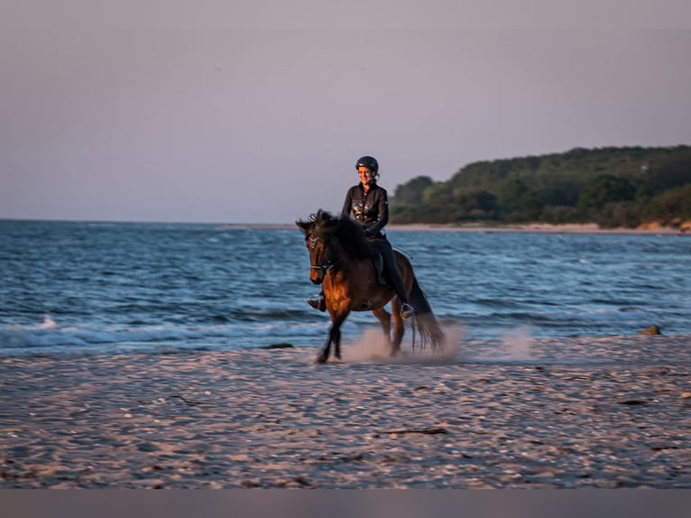 Icelandic Horse Gelding 6 years 14,2 hh Brown in Seedorf