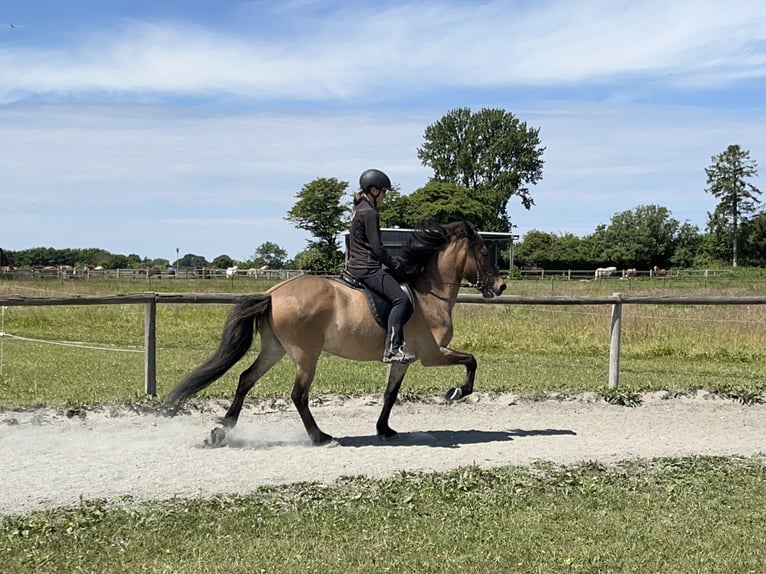 Icelandic Horse Gelding 6 years 14.2 hh Dun in Hohenfelde