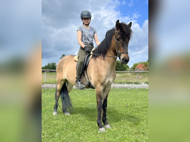 Icelandic Horse Gelding 6 years 14.2 hh Dun in Hohenfelde