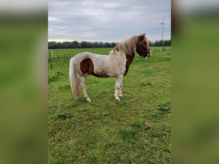 Icelandic Horse Gelding 6 years 14,2 hh Pinto in Lingen