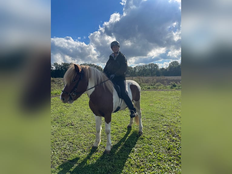 Icelandic Horse Gelding 6 years 14,2 hh Pinto in Lingen