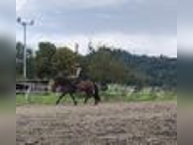 Icelandic Horse Gelding 6 years 14 hh Bay-Dark in Emmendingen