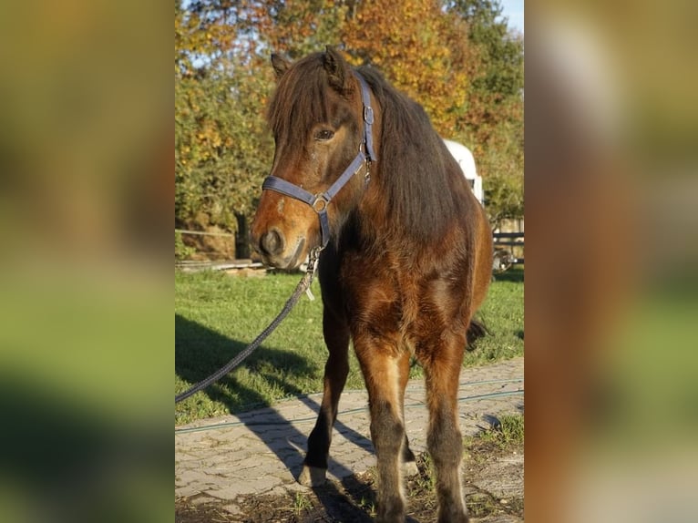 Icelandic Horse Gelding 6 years 14 hh Bay-Dark in Emmendingen