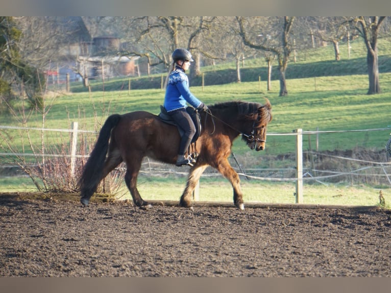 Icelandic Horse Gelding 6 years 14 hh Bay-Dark in Emmendingen