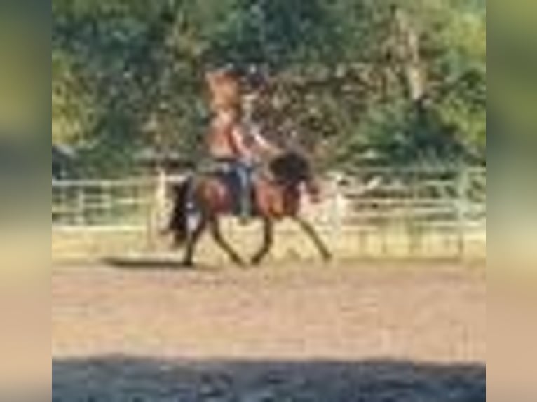 Icelandic Horse Gelding 6 years 14 hh Bay-Dark in Emmendingen