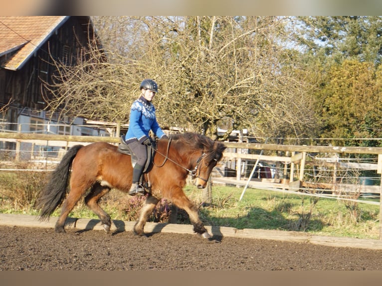 Icelandic Horse Gelding 6 years 14 hh Bay-Dark in Emmendingen