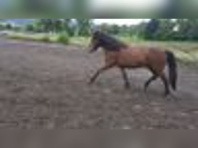 Icelandic Horse Gelding 6 years 14 hh Bay-Dark in Emmendingen