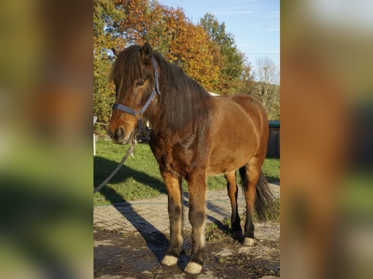 Icelandic Horse Gelding 6 years 14 hh Bay-Dark in Emmendingen