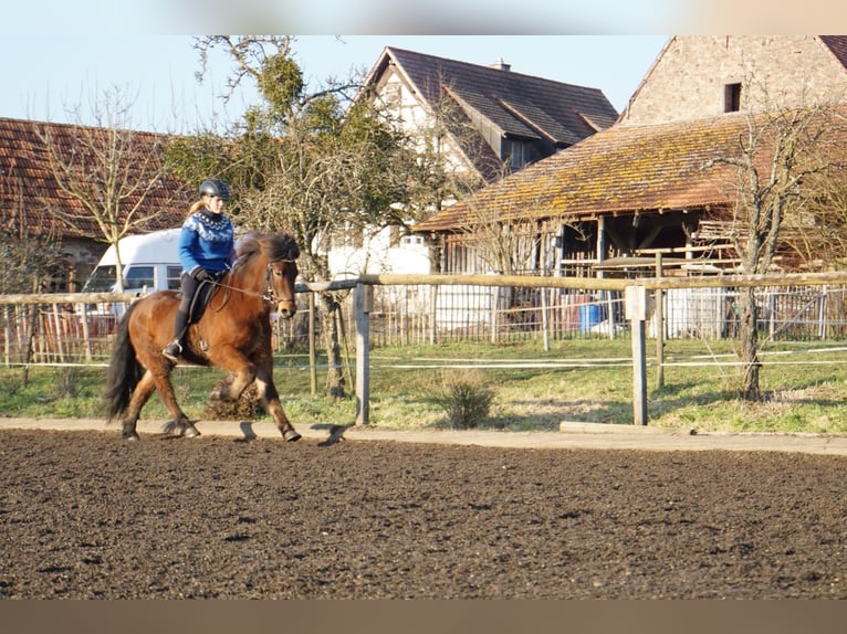 Icelandic Horse Gelding 6 years 14 hh Bay-Dark in Emmendingen