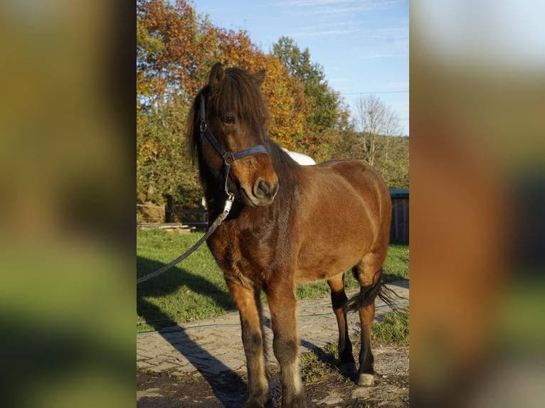 Icelandic Horse Gelding 6 years 14 hh Bay-Dark in Emmendingen