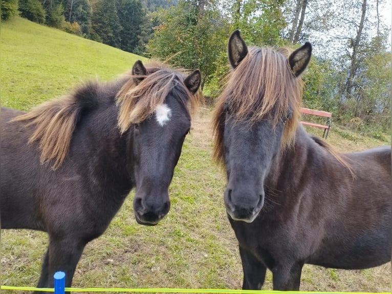 Icelandic Horse Gelding 6 years 14 hh Black in Haiming