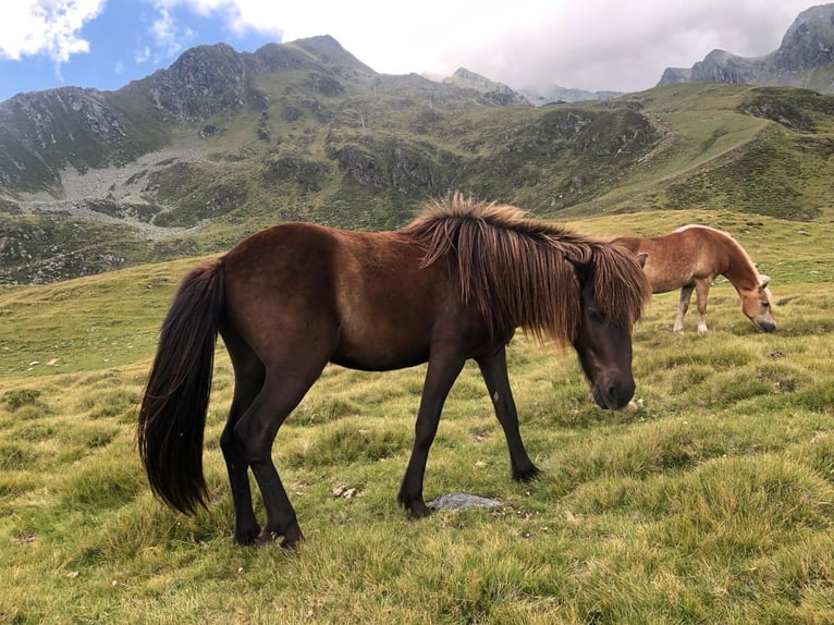 Icelandic Horse Gelding 6 years 14 hh Black in Haiming