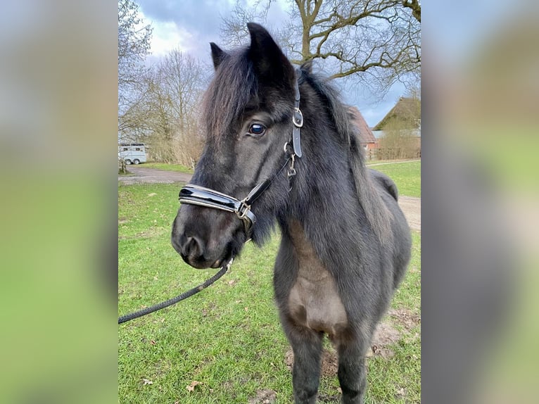 Icelandic Horse Gelding 6 years 14 hh Black in L&#xFC;dersburg