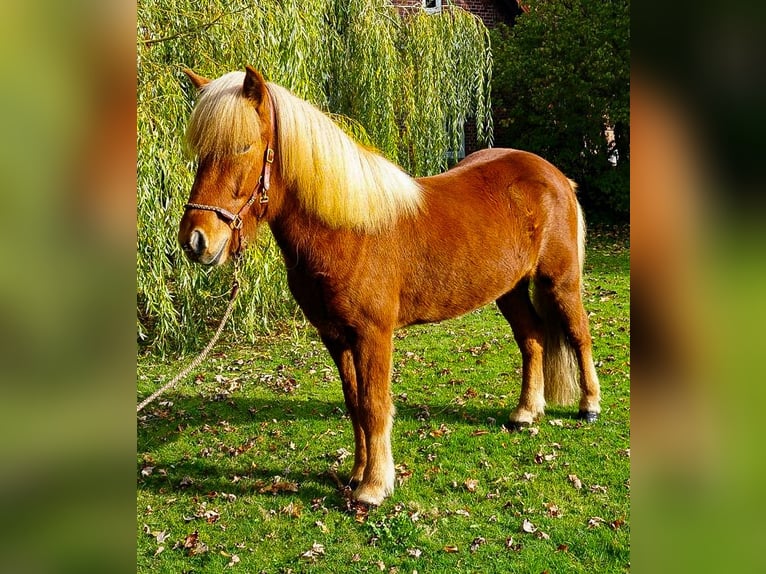 Icelandic Horse Gelding 6 years 14 hh Chestnut-Red in Bruchhausen-Vilsen