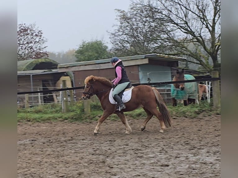 Icelandic Horse Gelding 6 years 14 hh Chestnut-Red in Mülheim an der Ruhr