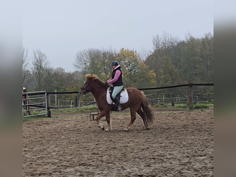 Icelandic Horse Gelding 6 years 14 hh Chestnut-Red in Mülheim an der Ruhr