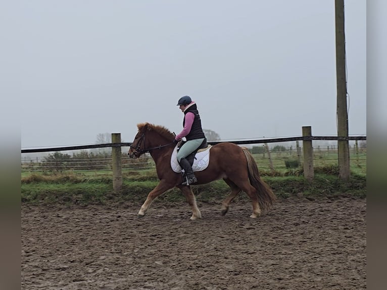 Icelandic Horse Gelding 6 years 14 hh Chestnut-Red in Mülheim an der Ruhr