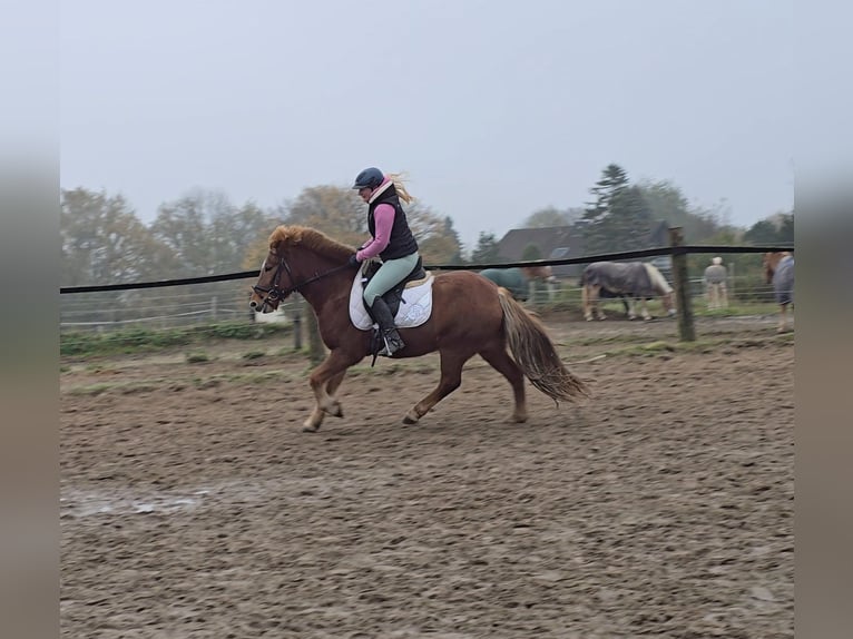 Icelandic Horse Gelding 6 years 14 hh Chestnut-Red in Mülheim an der Ruhr