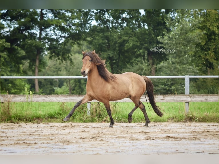 Icelandic Horse Gelding 6 years 14 hh Dun in Soltau