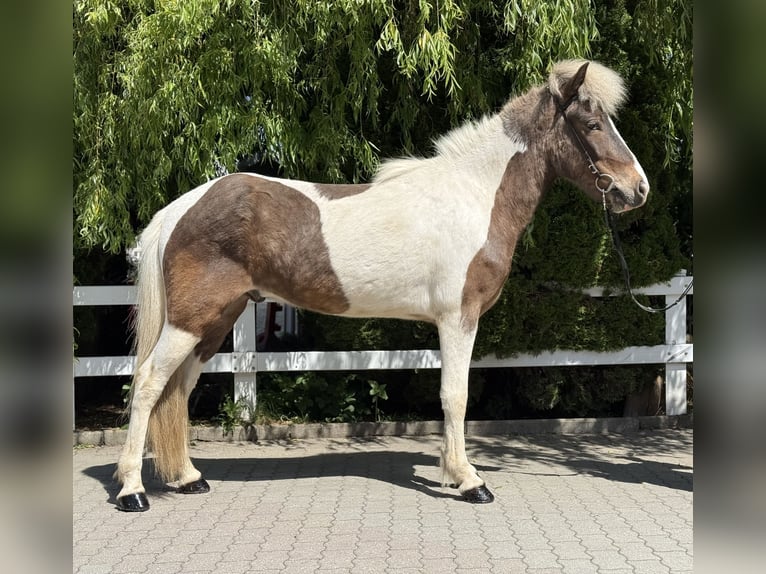 Icelandic Horse Gelding 6 years 14 hh Pinto in Lochen am See