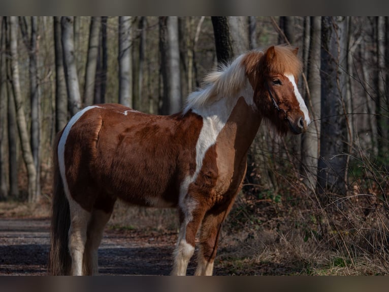 Icelandic Horse Gelding 6 years 14 hh Pinto in Aachen