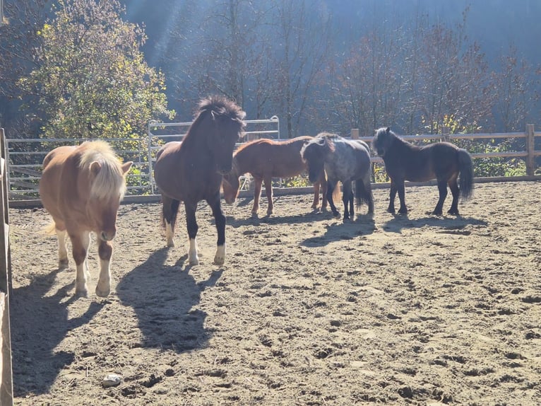 Icelandic Horse Gelding 6 years 14,1 hh Black in Sonntag Seeberg