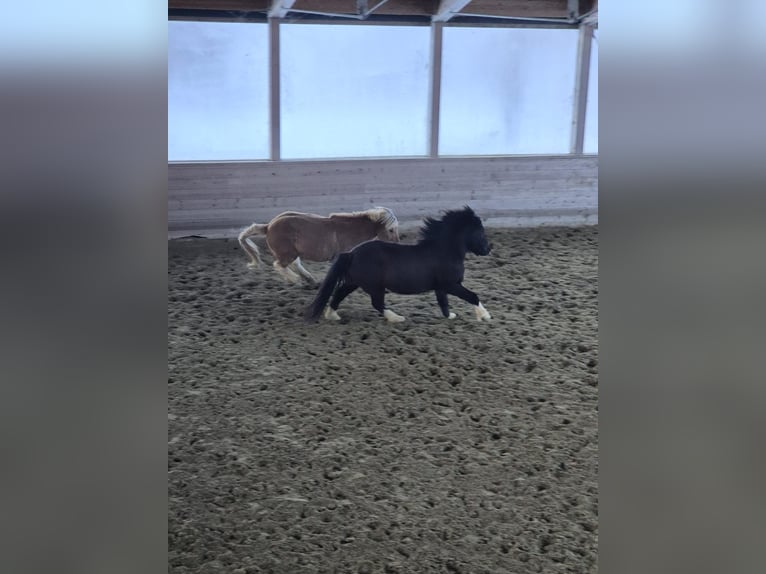 Icelandic Horse Gelding 6 years 14,1 hh Black in Sonntag Seeberg